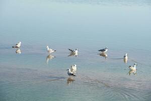 pássaros dentro a limpar \ limpo lago, natural cenário. foto