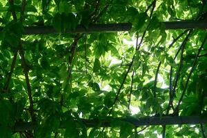 verde folhas em a plantar prateleira, com brilho do sol chegando em. foto