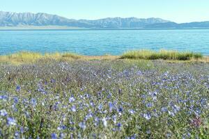 lago e flores com uma ensolarado dia. tiro dentro Sayram lago dentro xinjiang, China. foto