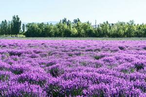 lavanda mansão em uma ensolarado dia. foto