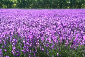 lavanda mansão em uma ensolarado dia. foto