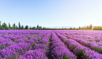 lavanda mansão em uma ensolarado dia. foto