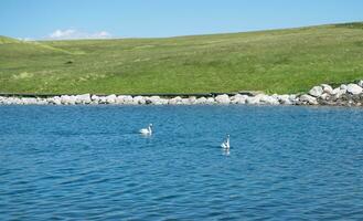 a cisnes estavam natação em a calma lago. tiro dentro Sayram lago dentro xinjiang, China. foto