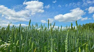 uma campo do verde centeio contra uma azul céu com nuvens foto