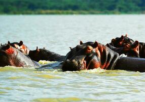 africano hipopótamo dentro a lago foto