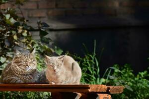 uma fofo malhado gato e uma ruivo gato sentar lateralmente em uma Banco e aquecer dentro a outono Sol. Lugar, colocar para adicionar texto. Sombrio fundo foto