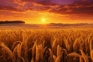 uma dourado trigo campo dentro a campo às pôr do sol foto