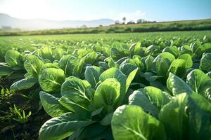 uma foto realista imagem do uma campo do alface plantas.