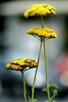 amarelo flores, natureza, jardim imagem foto