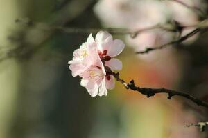 primavera, florescer, natureza imagem foto