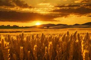 uma dourado trigo campo dentro a campo às pôr do sol foto