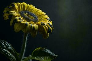 macro fotografia do uma vibrante amarelo gerbera margarida florescer, capturado dentro requintado detalhe. foto