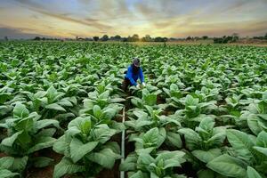 agricultura do tabaco indústria, agricultores trabalhando dentro tabaco Campos. foto