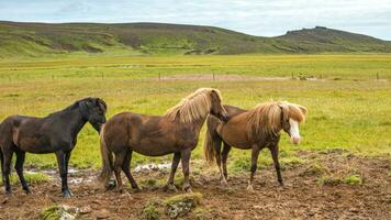 islandês adulto cavalos e lindo islandês panorama dentro fundo, Islândia, verão Tempo foto