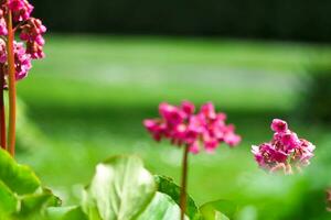 fechar acima imagem do plantar e flor foto