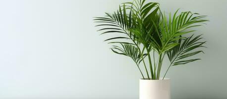 mínimo tropical planta de casa casa decoração Kentia ou areca Palma contra branco parede Palma árvore dentro Panela isolado em branco fundo casa jardinagem amor do plantas de interior foto