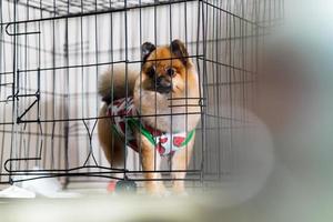 Cão da Pomerânia fofo na gaiola no salão de beleza para cães foto