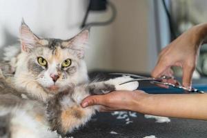 catação de gatos, catador cortando cabelo de gato no salão de beleza para cães e gatos foto