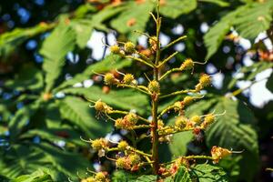 Ésculus hipocastano cavalo castanha fruta em uma árvore dentro poderia. foto