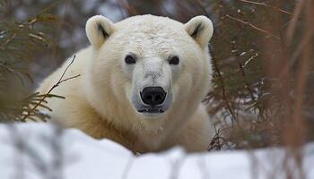 uma fofa ártico mamífero dentro a neve, olhando às Câmera gerado de ai foto