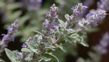 roxa flor fechar acima, natureza beleza dentro uma fresco botânico ramalhete gerado de ai foto