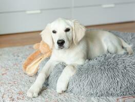 uma cachorro do uma dourado retriever é em repouso dentro uma cachorro cama. foto