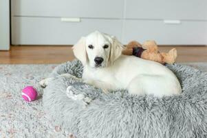 uma cachorro do uma dourado retriever é em repouso dentro uma cachorro cama. foto