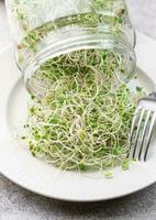 microgreens crescido dentro uma jar. foto