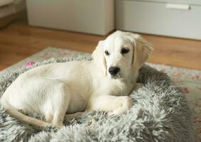 uma cachorro do uma dourado retriever é em repouso dentro uma cachorro cama. foto