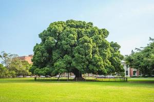 parque banyan da universidade nacional de cheng kung em tainan, taiwan foto