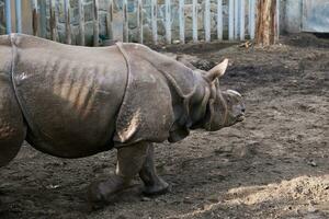 indiano rinoceronte dentro jardim zoológico foto