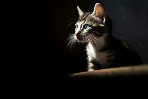 uma pequeno gatinho sentado em uma de madeira borda dentro a Sombrio generativo ai foto