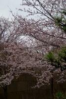 sakura cereja Flor ocupado dentro Primavera dentro Japão foto