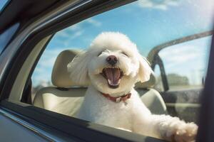 fofa bichon frise cachorro olhando Fora do carro janela , ai gerado foto