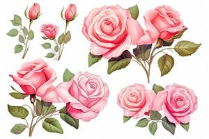 conjunto do lindo Rosa rosas flores brotos e folhas isolado em uma branco fundo para Projeto finalidades foto