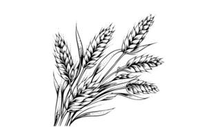 trigo pão orelhas cereal colheita esboço gravação estilo vetor ilustração. foto