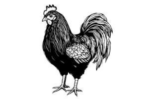 frango ou galinha desenhado dentro vintage gravação estilo vetor ilustração foto