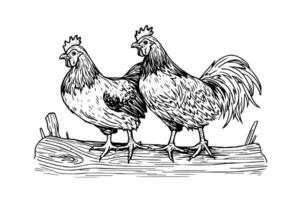 frango ou galinha desenhado dentro vintage gravação estilo vetor ilustração foto
