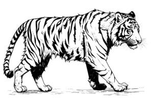 mão desenhado gravação estilo esboço do uma tigre, vetor tinta ilustração. foto