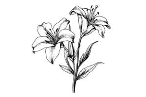 monocromático Preto e branco ramalhete lírio isolado em branco fundo. desenhado à mão vetor ilustração. foto