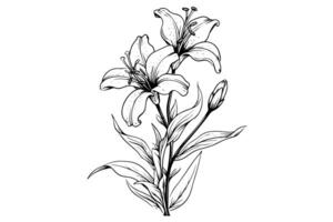 monocromático Preto e branco ramalhete lírio isolado em branco fundo. desenhado à mão vetor ilustração. foto