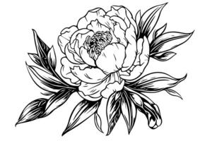 peônia flor e folhas desenho. vetor mão desenhado gravado tinta ilustração foto