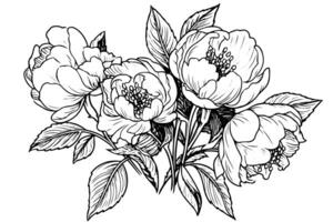 peônia flor e folhas desenho. vetor mão desenhado gravado tinta ilustração foto