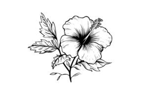 hibisco flores dentro uma vintage xilogravura gravado gravura estilo. vetor ilustração. foto