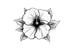 hibisco flores dentro uma vintage xilogravura gravado gravura estilo. vetor ilustração. foto