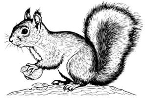 esquilo sentado tinta esboço mão desenhado gravado estilo vetor ilustração. foto