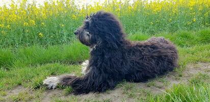 goldendoodle cachorro deitado em a estrada. Preto rabisco com fantasma desenho. adorável foto