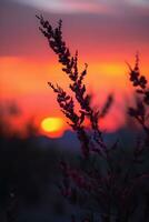 gracioso ocotillo plantar silhueta no meio Rosa pôr do sol céu - ai gerado foto