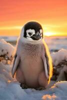 retrato do uma animado pinguim dentro uma Nevado cena com uma sereno pôr do sol pano de fundo foto