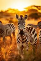rebanho do zebras pastar dentro Alto Relva durante uma verão pôr do sol uma animais selvagens cena dentro natureza foto